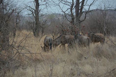 Blou wildebeest antelope. stock image. Image of kruger - 263344247