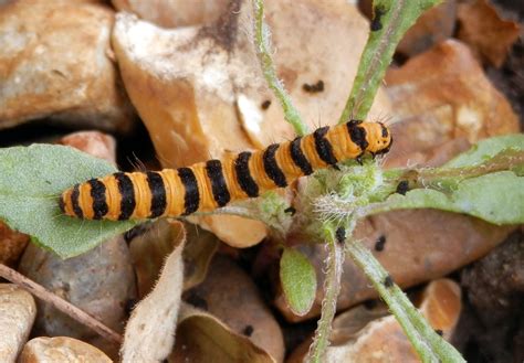 Stripy Caterpillar in my garden | Photo challenge, Caterpillar, Photo