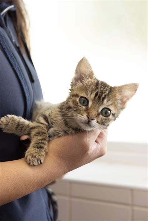 RSPCA Tips for Buying a Happy and Healthy Kitten - Katzenworld