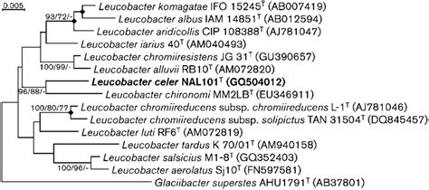 Phylogenetic consensus tree based on 16S rRNA gene sequence ... 