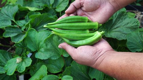 Top 5 Okra Growing Tips Using Containers