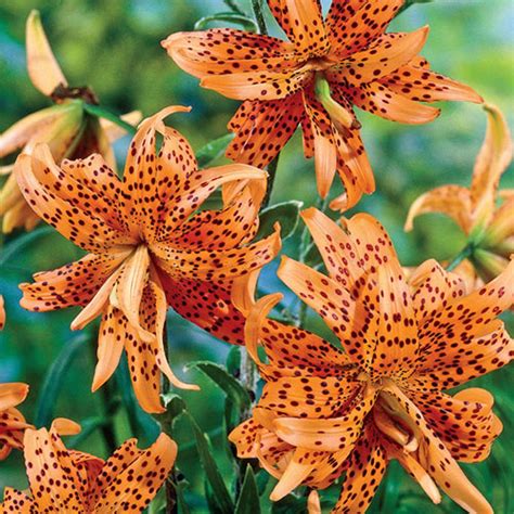 Crin Flore Pleno Lancifolium Lilium 1buc Planterraro Viata Pe Verde