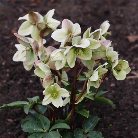 12 Hellebore Varieties Uncovering The Charm Of Winter Roses