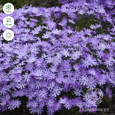 Флокс Бедазлед Лавандер шиловидный купить в Москве по низкой цене ...