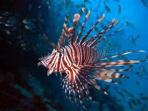 ЛЬВИНАЯ СКОРПЕНА (Lion fish) » Домашний аквариум