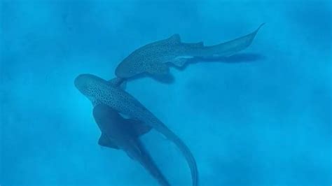 Gefilmter Dreier Eine Sensation Video Zeigt Erstmals Wilde Leoparden Haie Beim Sex N Tv De