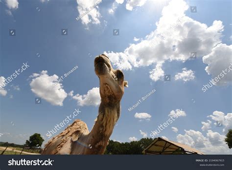 arbuckle images stock  vectors shutterstock