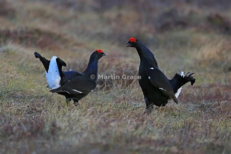 Martin Grace Photography Male Black Grouse Lyrurus Tetrao Tetrix