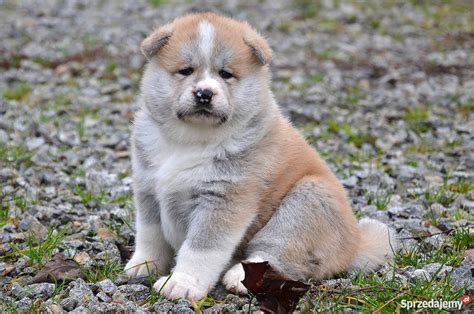 Akita Inu Szczeniaki białe i czerwone Trzebnica Sprzedajemy pl