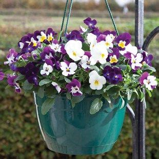 Viola Ochre 2 Pre Planted Hanging Baskets Only 22 98 On