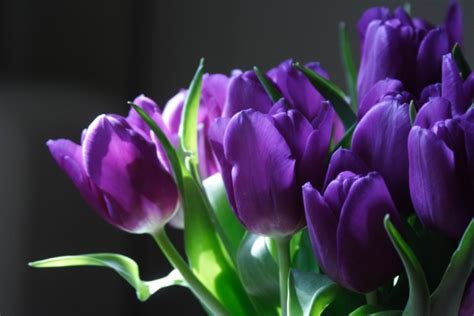 flowers for flower lovers.: Purple tulip flowers pictures.