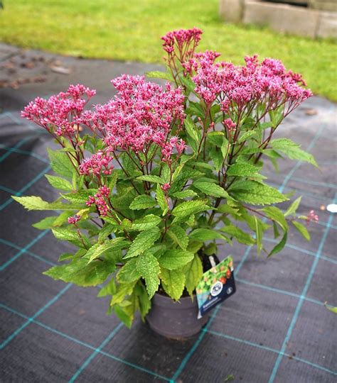 Eutrochium Purpureum Syn Eupatorium P Floreupre Euphoria Ruby