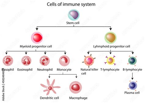 Cells Of The Innate And Adaptive Immune System Hematopoiesis Cell Type Scheme Stem Cell B And