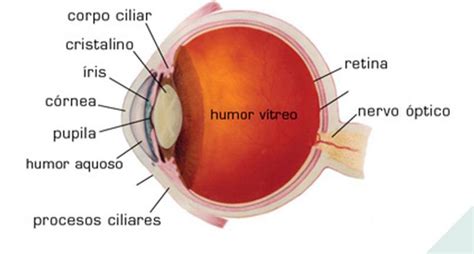 Anatomia Do Olho Humano