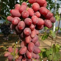 Jual Bibit Anggur Import Dashunia Grafting Siap Berbuah Kota Kediri