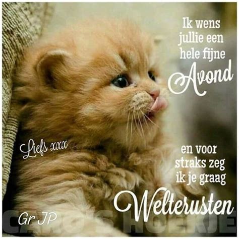 Pin op Citaten | Goede nacht, Welterusten, Katten citaten 