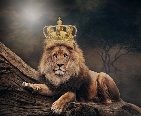king kokosnodder pa grene king images pixabay
