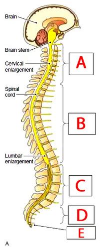 Biol L Exercise Spinal Cord Spinal Nerves And Autonomic