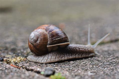 600 Kostenlose Schneckenarten Und Schnecke Bilder Pixabay