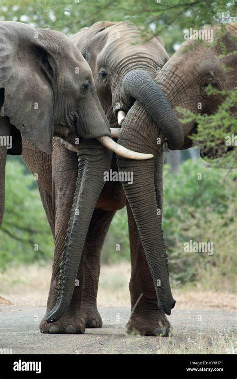 Elephant Hug Stock Photo - Alamy