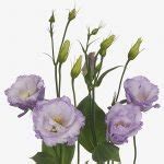 Reina Lisianthus The Special Flower Sakata Ornamentals