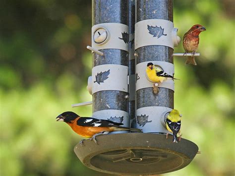 Attract Birds To Your Backyard Part 4 Bird Foods Pacific Nw Birder