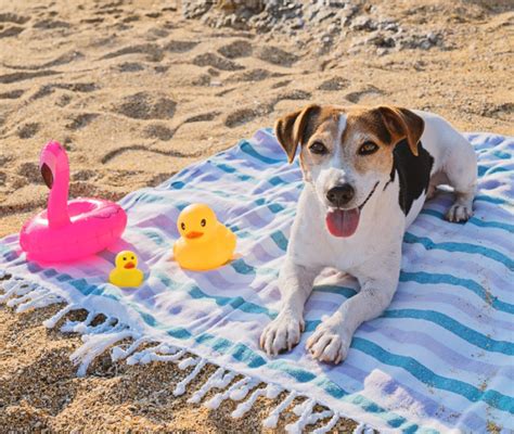 Come Proteggere Un Cane Nudo Dal Sole