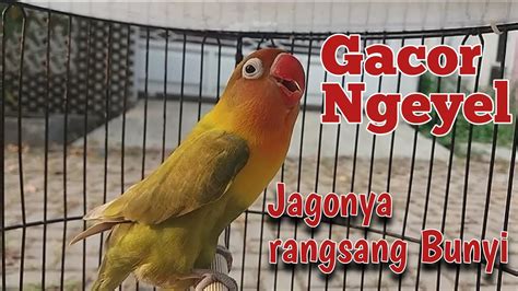 Fighter Jahat Masteran Lovebird Paling Efektif Pancing Lakbet Lawan