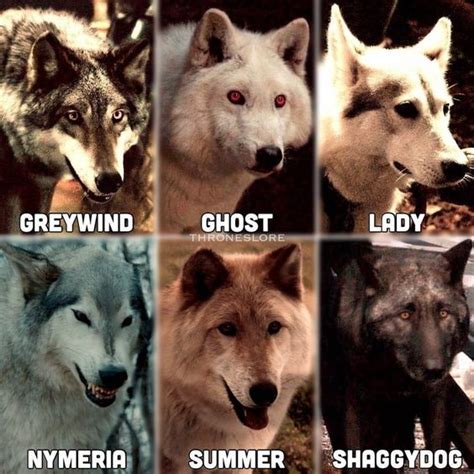 Pin By Mara On Got Posters Dire Wolf Game Of Thrones Wolves Game Of Thrones Houses