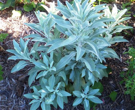 white sage 7 – I Love Griffith Park