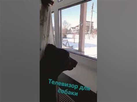 телевизор для собаки - YouTube