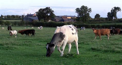 Munching Thornton Le Beans North Yorkshire July Ti Flickr