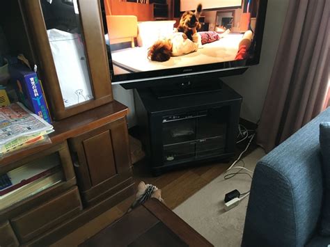 猫、テレビ鑑賞する 猫のくるみ お世話日記