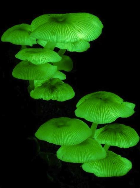 Bioluminescent Fungi | what i do