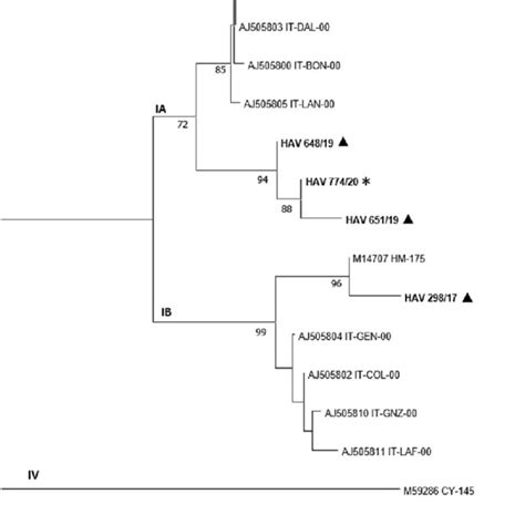 Neighbor Joining Phylogenetic Tree Based On The Partial Vp Nucleotide