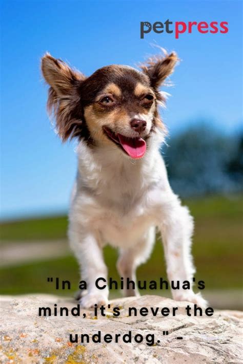 Tiny but Big Wisdom: 50 Best Chihuahua Dog Quotes That Inspire