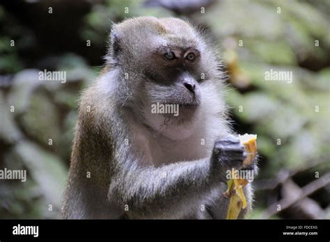 Monkey eating a banana Stock Photo - Alamy