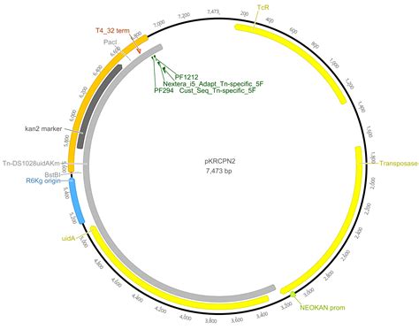 Transposon Insertion Libraries For The Characterization Of Mutants From