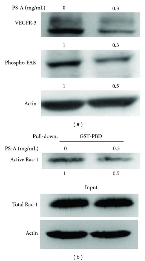 O Cells Atcc Bioz