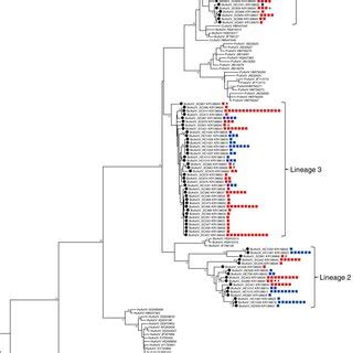 Phylogeny Of Unique AstV Clones As Inferred From Partial RdRp Sequences