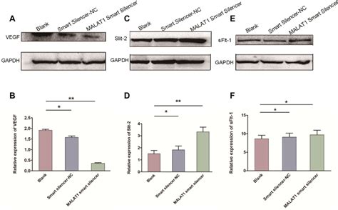 The Effect Of Malat On Htr Svneo Cell And Vascular Endothelial Cell