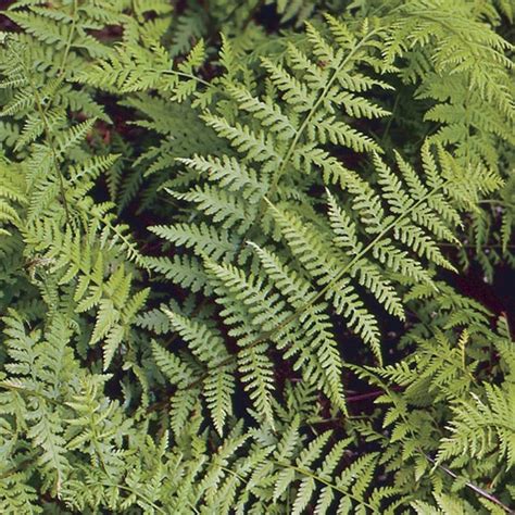 Lady Fern Athyrium Filix Femina My Garden Life