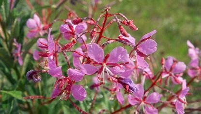 Fireweed | plant | Britannica