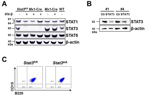 Cancers Special Issue Stat3 Signalling In Cancer Friend Or Foe