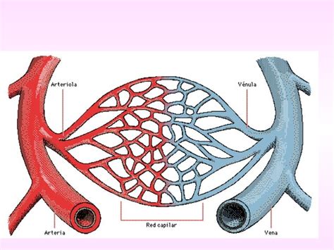 Sistema Arterial Y Venoso2 PPT