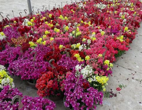 Львиный зев ампельный: выращивание из семян, посадка, уход, сорта, фото