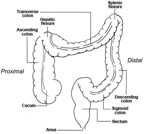 Cecum anatomy, cecum location, cecum function, cancer & inflammation