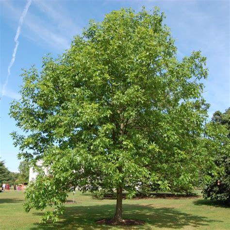 Ясень маньчжурский фото: Ясень маньчжурский Fráxinus mandshurica Rupr ...