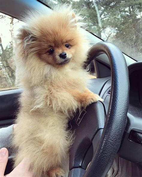 15 Hilarious Pomeranian Pictures That Will Make You Smile Page 5 Of 5