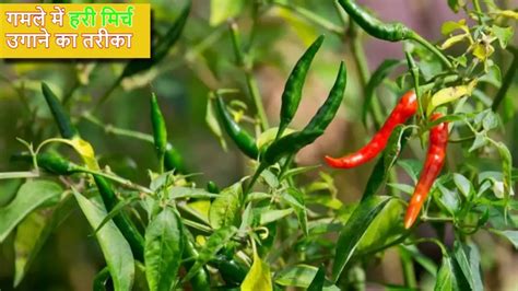 Gardening Tips खाने का तीखापन बढ़ाकर स्वाद ला देती है हरी मिर्च जान लें घर के गमले में उगाने